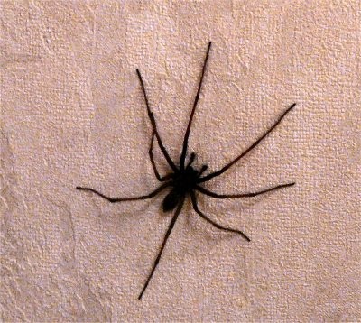 Hausspinne Hausspinne