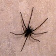 Und sowas in der Wohnung? Kaum dreht man sich einmal um, hat man ne fette Spinne an der Wand. Es hat sich dabei wohl um die sogenannte “Hausspinne ” gehandelt....
