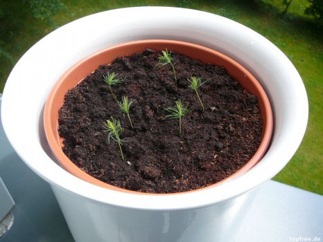 Botanicula-Pflanze – Tag 46