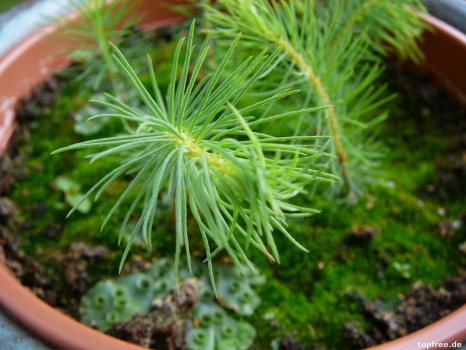 Botanicula-Pflanze – Tag 433