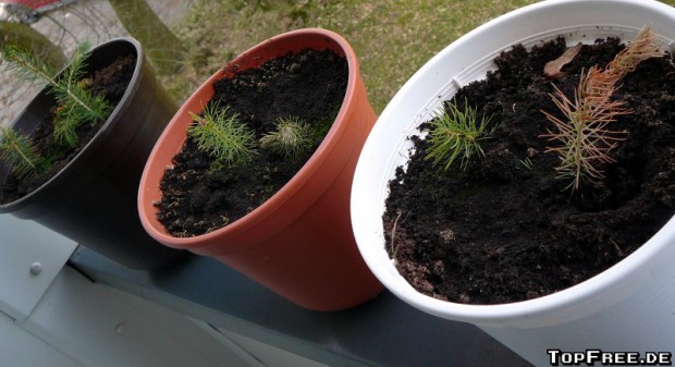 Botanicula-Pflanze – Tag 660