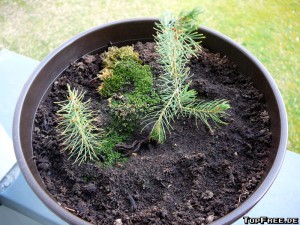 Botanicula-Pflanze - Tag 660 Foto 2