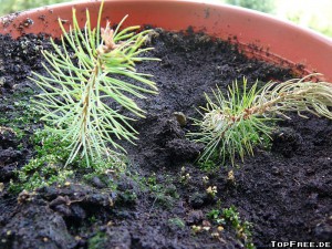 Botanicula-Pflanze - Tag 660 Foto 3