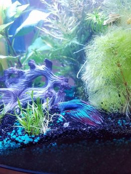 Aquaristik: Meine Kampffische (Betta Splendens)